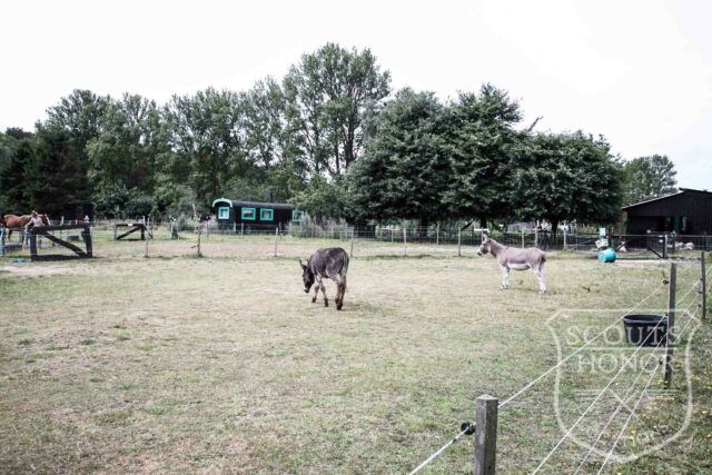 gård farm idyl landsted dyr location denmark (36 of 56)