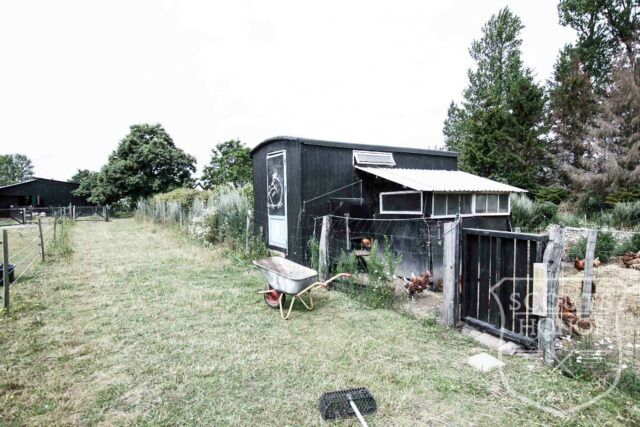 gård farm idyl landsted dyr location denmark (37 of 56)