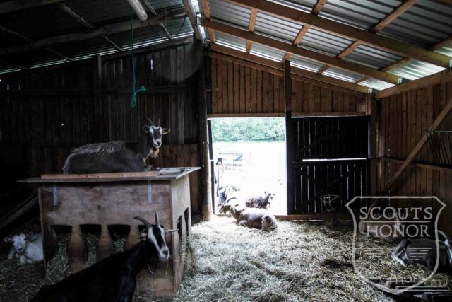 gård farm idyl landsted dyr location denmark (45 of 101)