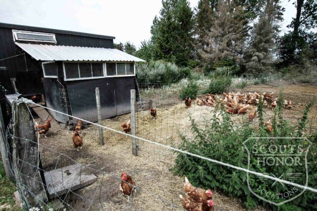gård farm idyl landsted dyr location denmark (8 of 9)